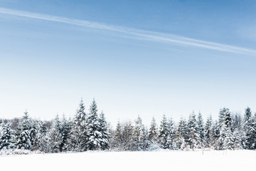scenic view with clear blue sky and snowy trees in carpathians