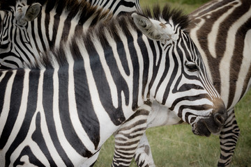 Obraz na płótnie Canvas Closeup of Zebra in the wild
