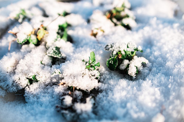 small green plants under the snow in sunny weather in winter or spring