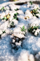 small green plants under the snow in sunny weather in winter or spring