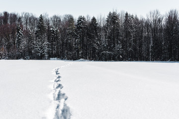 trees in winter forest with footprints on snow in carpathian mountains