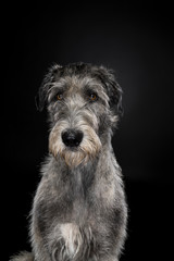 Grey large Irish wolfhound dog sitting looking at camera black background