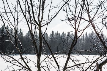 selective focus of dry branches with forest on background