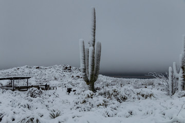 Snow Covered Saguaro Cactus in Scottsdlale Arizona