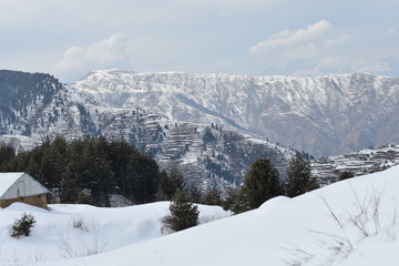 winter mountains with high altitude and beautiful trees underneath 