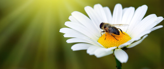 Obraz premium White big daisy flowers amd bee isolated. Flowers background.