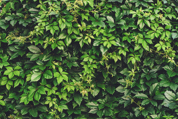 Hedge of big green leaves in spring. Green fence of parthenocissus henryana. Natural background of...
