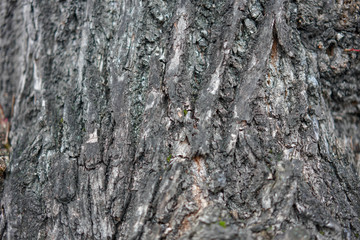 old tree bark
