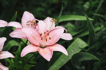 Beautiful flowering pink lily in macro. Amazing picturesque wet blooming flower close-up. Raindrops on colorful plant. Wonderful european perfume flower with dew drops. Droplets on pink petals.