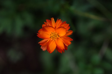 Beautiful flower in the garden