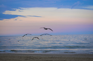 Cztery mewy nad morzem lecą w stronę zachodzącego słońca