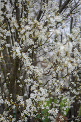 flowers of a tree in spring