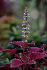 Beautiful flower in the garden