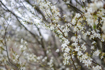 flowers of a tree in spring