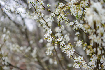 cherry tree blossom