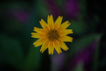 Beautiful flower in the garden