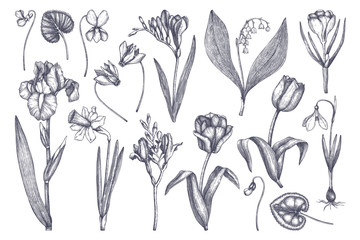 Vector collection of spring flowers. Hand drawn floral elements set. Botanical illustrations of tulips, crocus, freesia, iris, narcissus, snowdrops, cyclamen. Garden and forest plants outline sketches