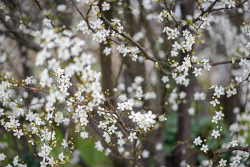 Obraz premium white flowers in spring