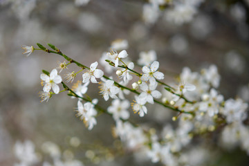 flowers of cherry