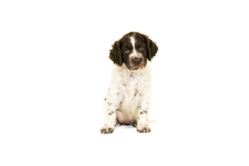 Cute Small Munsterlander Puppy sitting on isolated on a white background
