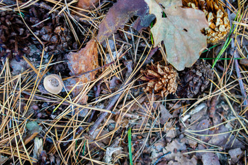 Autumn forest undergrowth view of above