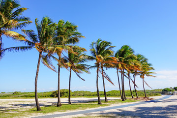Beach entrance, Palms next to trail on blue sky background.