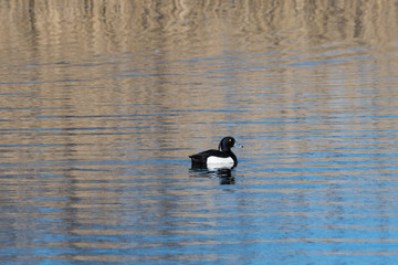 Male Tufted duck in a pond