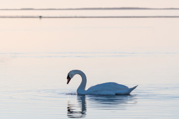 Fototapeta premium Elegant swan swimming in a calm water