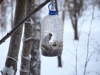 The Sparrow feeds in a feeding trough made of a plastic transparent bottle.
