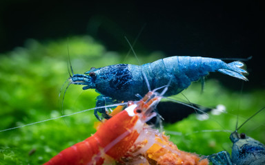 Blue bolt freshwater shrimp is eating near red santa shrimp in freshwater aquarium