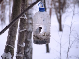 The Sparrow feeds in a feeding trough made of a plastic transparent bottle.