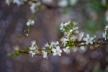 white flowers of a tree