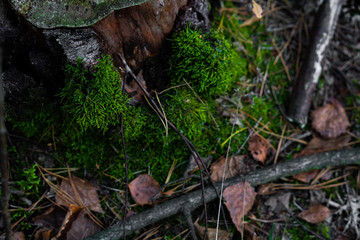 Beautiful composition of forest trunk, moss and leaves