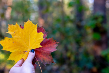 Autumn leaves in hand