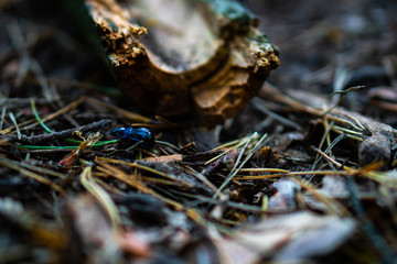 A beetle on undergrowth with wooden stick in background