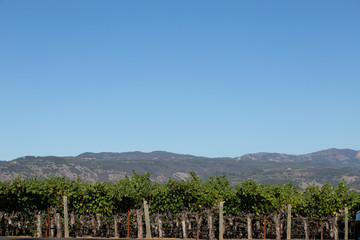 Fototapeta na wymiar napa valley mountain with vineyard