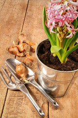 Hyacinth flowers and bulbs on wood table