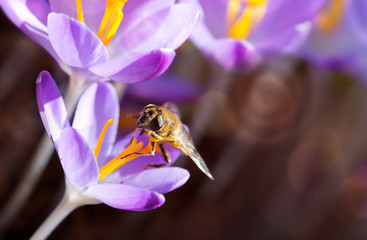 Macro shot of purple crocus and bee in spring garden. Easter background.