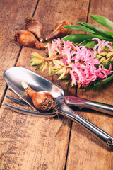 Garden tools and bulbs on wood table
