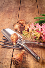 Garden tools and bulbs on wood table