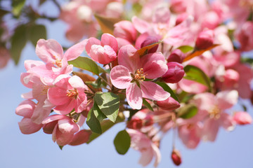 Closeup apple blossom flowers against a blue sky