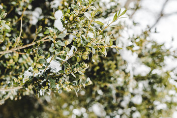 selective focus of tree branches with snow and green leaves