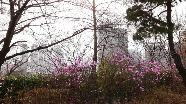 Blooming azalea at Namsan Mountain, Seoul