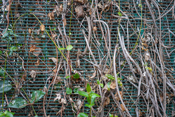 plants in the garden