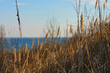 Obraz premium tall grass and blue sky
