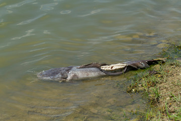Dead giant catfish floated in the waste water