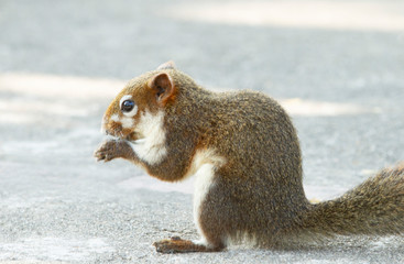 Grey squirrel feeding