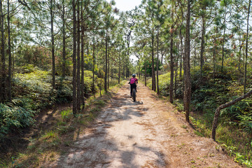 Obraz premium Female cyclist cycling on dirt road through pine forest
