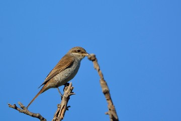 Red-backed shrike - Lanius collurio, Crete, Greece