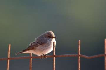Spotted flycatcher (Muscicapa striata), Crete, Greece